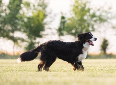 Bernese dağ köpeği portre