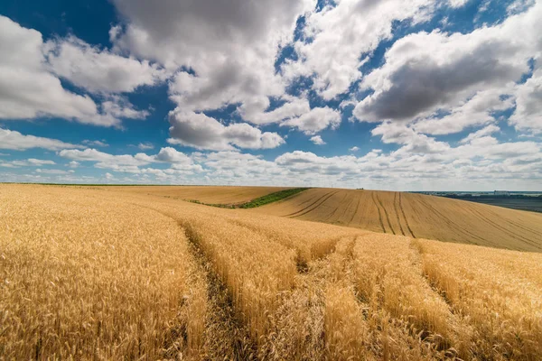 Campo de trigo en soleado día de verano — Foto de Stock