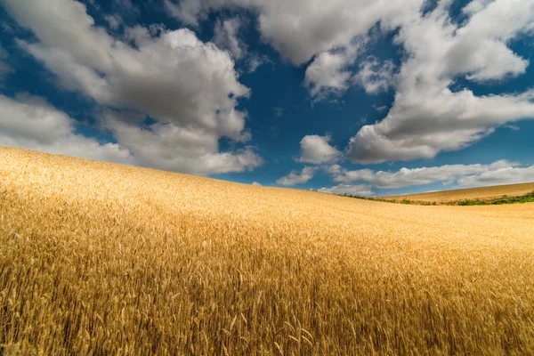 Campo de trigo en soleado día de verano — Foto de Stock