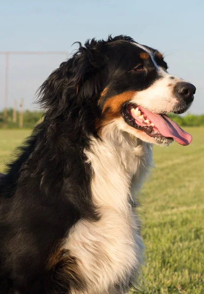 Berneński pies pasterski portret — Zdjęcie stockowe