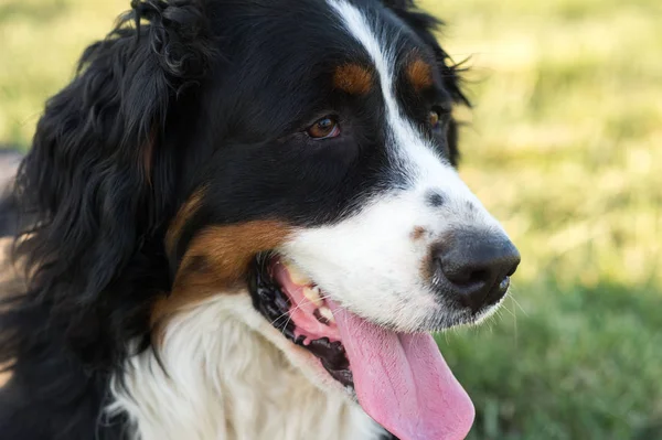 Портрет Бернской горной собаки — стоковое фото