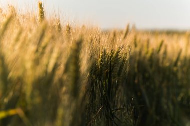 Güneşli yaz günü buğday alanında