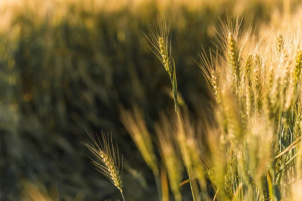 Vetefält i solig sommardag — Stockfoto