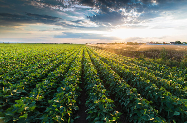 Irrigation system watering a crop of soy beans