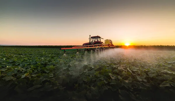 Tracteur pulvérisation champ de légumes au printemps — Photo