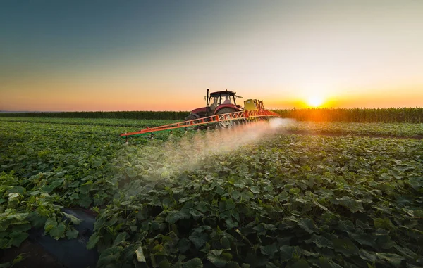 Tractor spraying vegetable field at spring — Stock Photo, Image