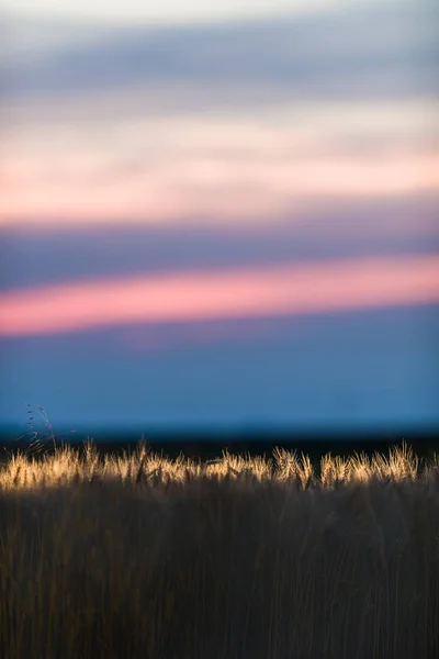 Champ de blé dans la nuit du coucher du soleil — Photo