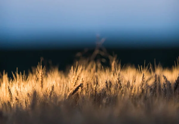 Пшеничное поле в ночь захода солнца — стоковое фото