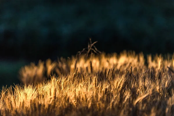 Пшеничное поле в ночь захода солнца — стоковое фото