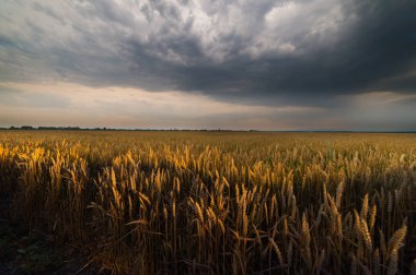 Yağmurlu yaz günü buğday alanında