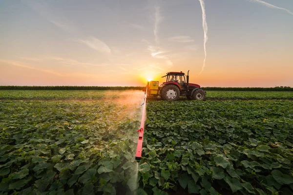 Traktor penyemprotan ladang sayuran di musim semi — Stok Foto