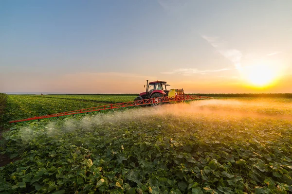 Tracteur pulvérisation champ de légumes au printemps — Photo