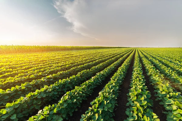 Rolnicze sojowy plantacji na słoneczny dzień - zielone, uprawy soybea — Zdjęcie stockowe