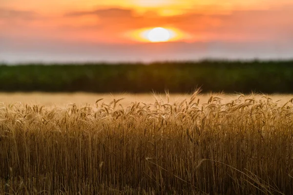 Campo de trigo en la noche del atardecer —  Fotos de Stock