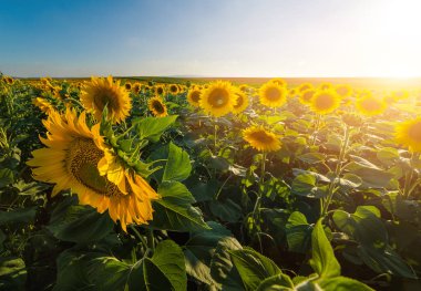 Sıcak güneşli günde ayçiçeği tarlası 