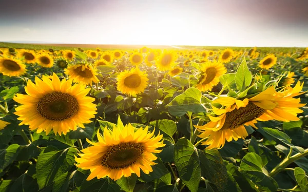 Field of sunflowers in warm sunny day — Stock Photo, Image