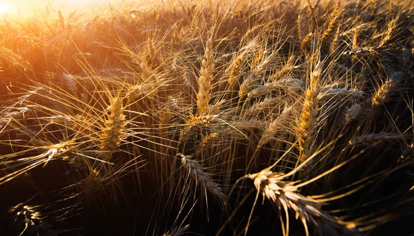 夕日夜の麦畑 — ストック写真