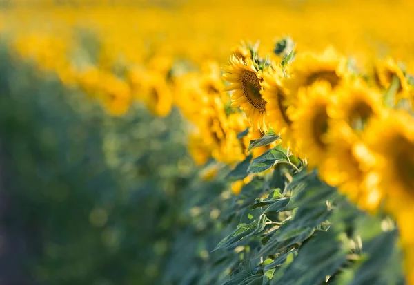 Campo di girasoli nella calda giornata di sole — Foto Stock