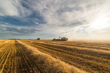 Buğday Tahıl hasat sonrası traktör römork dökme