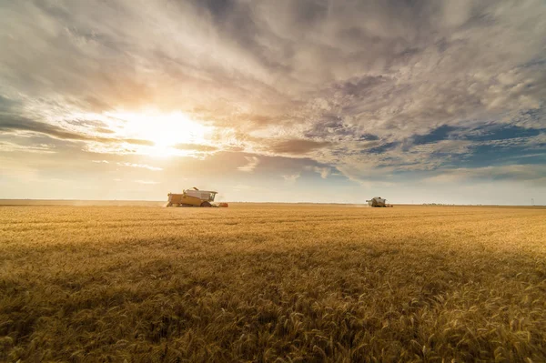 Cosecha de campos de trigo en verano — Foto de Stock