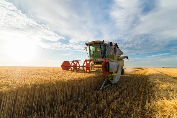 夏の麦畑の収穫 — ストック写真