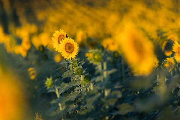 Campo di girasoli nella calda giornata di sole — Foto Stock