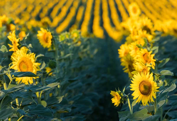 Campo de girasoles en cálido día soleado — Foto de Stock