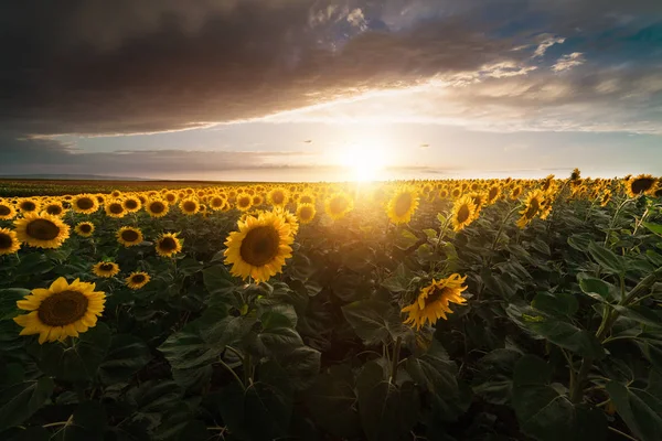 Campo di girasoli nella calda giornata di sole — Foto Stock