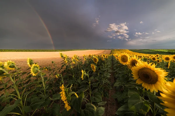 Campo di girasoli un arcobaleno dietro dopo pioggia in giorno estivo — Foto Stock