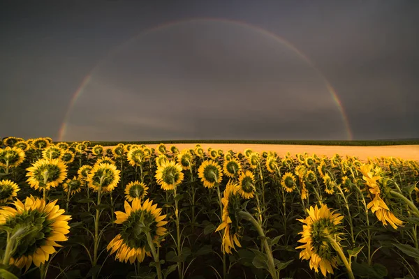 领域的向日葵一个背后在夏日雨后的彩虹 — 图库照片
