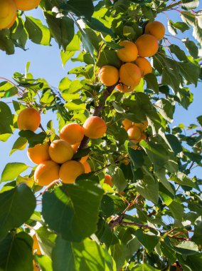 Taze ve olgun kayısı dalı 