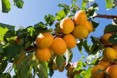Taze ve olgun kayısı dalı 
