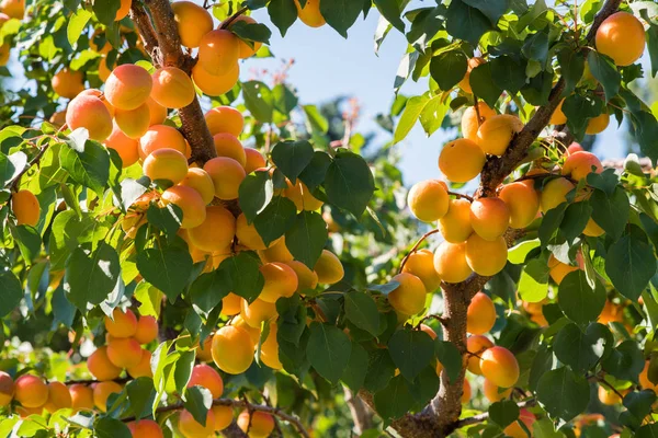 Fresh and ripe apricots on the branch — Stock Photo, Image