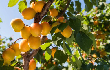 Taze ve olgun kayısı dalı 