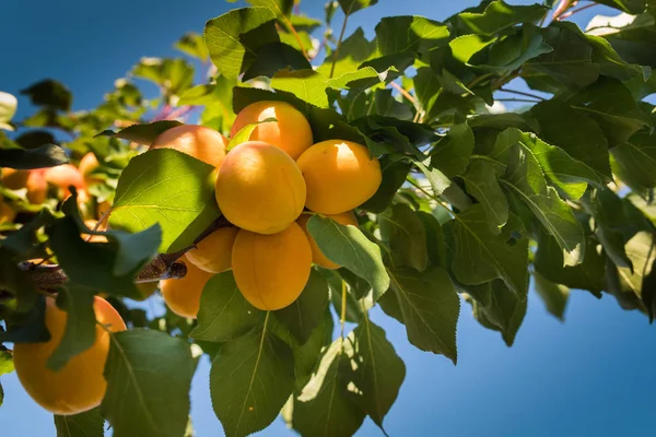 Taze ve olgun kayısı dalı 