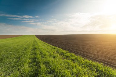 Güneşli yaz günü buğday alanında