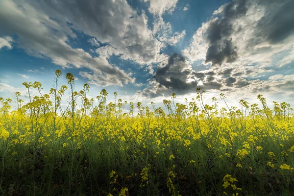 Sarı yağlı tohum tecavüz alan mavi parlak gökyüzü altında — Stok fotoğraf