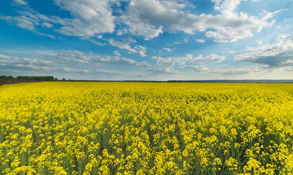 Gelbes Rapsfeld unter blauem Himmel — Stockfoto