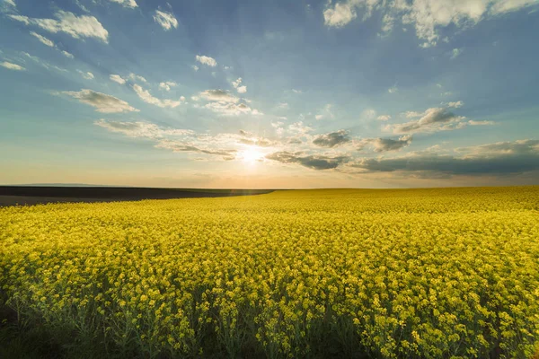 Campo di colza giallo sotto il cielo azzurro brillante — Foto Stock