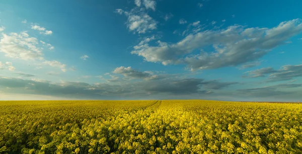 Gula oljeväxter rapsåker under den ljusa himlen — Stockfoto