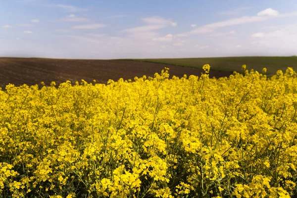 Campo di colza giallo sotto il cielo azzurro brillante — Foto Stock