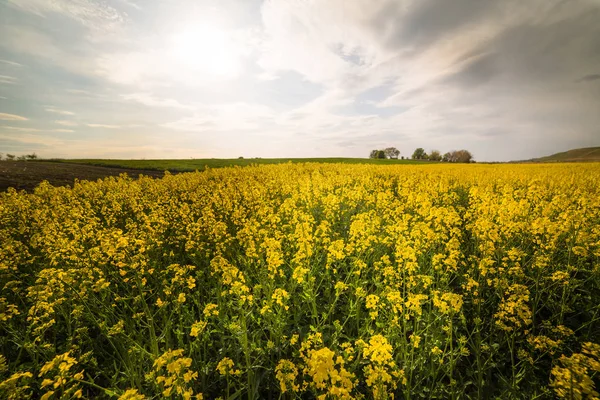 Campo amarillo de colza oleaginosa bajo el cielo azul brillante —  Fotos de Stock