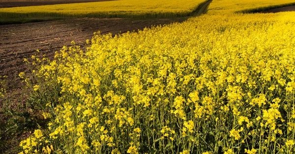 Campo di colza giallo sotto il cielo azzurro brillante — Foto Stock