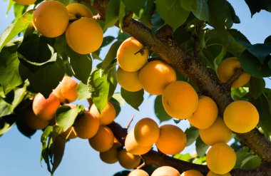 Taze ve olgun kayısı dalı 