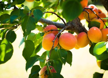 Taze ve olgun kayısı dalı 