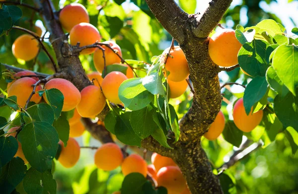 Fresh and ripe apricots on the branch — Stock Photo, Image