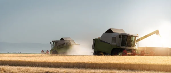 Sklizeň pšenice polí v létě — Stock fotografie