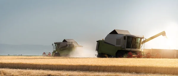 Ernte der Weizenfelder im Sommer — Stockfoto