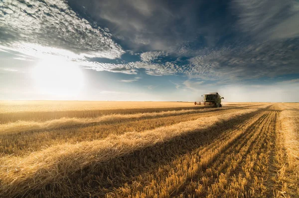 Harvesting of wheat fields in summer — Stock Photo, Image