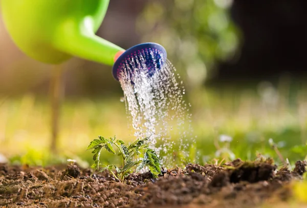 Csemete paradicsom növény üvegházhatást okozó kertek öntözése — Stock Fotó